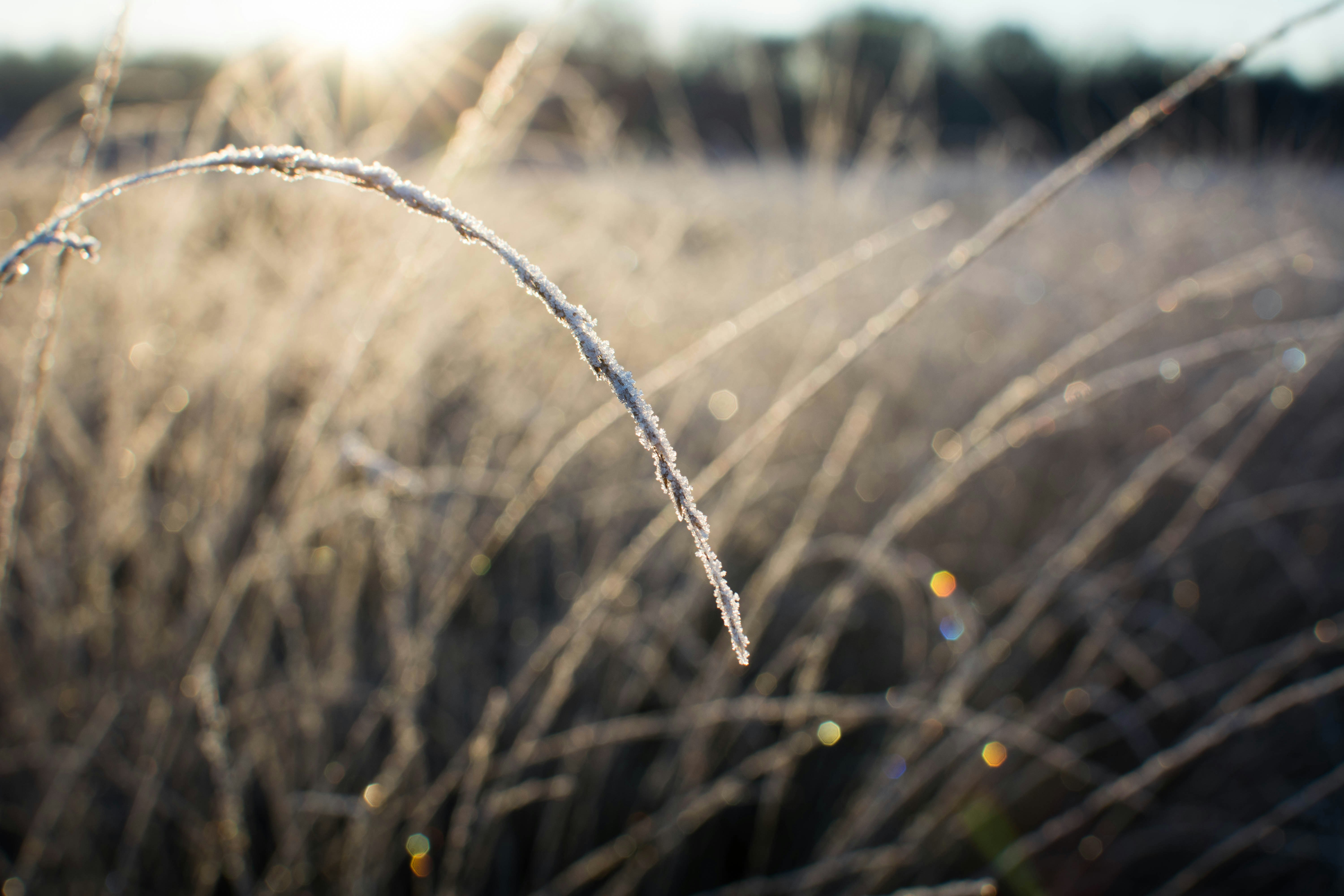 brown wheat in tilt shift lens